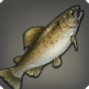 ff14 warmwater trout.